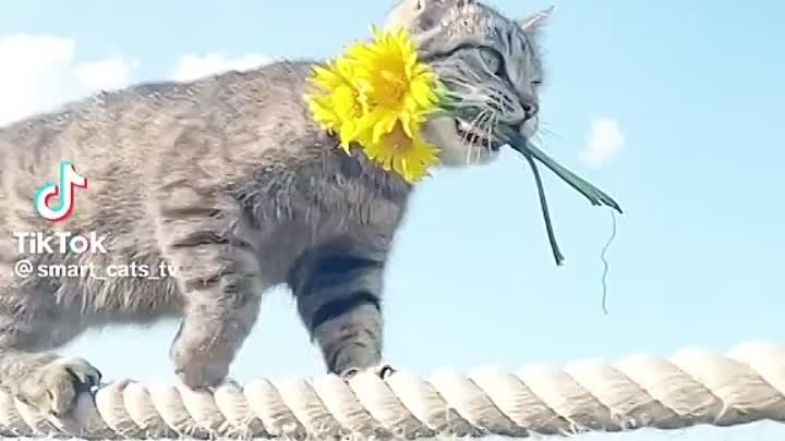 Позитивчик вам в ленту 🥰😺🌼