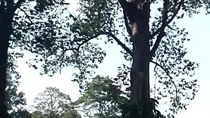 летучие лисицы в Королевском парке Сием Рип Камбоджа