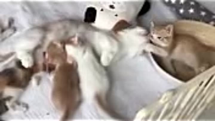 Кошки и Котята - Заботливые кошки - Мамы - Самая милая подборка !