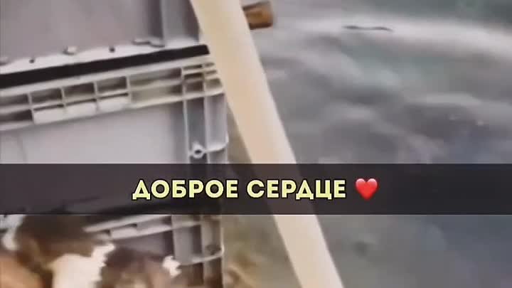 Собака спасла котика из воды