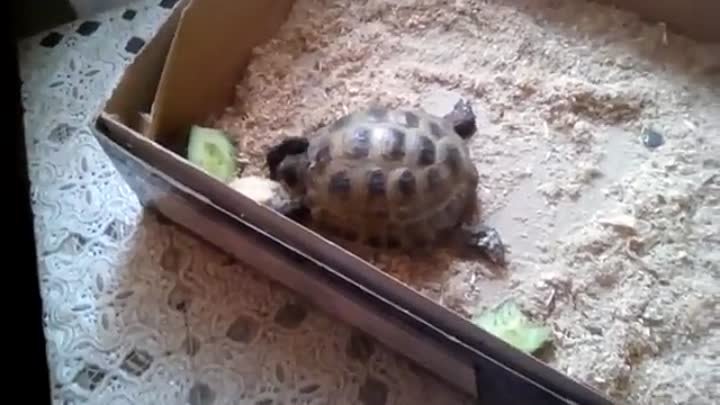 Черепаха ест