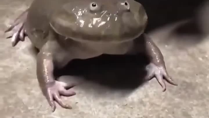 У лягушки истерика