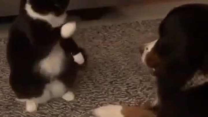 Кот боксирует