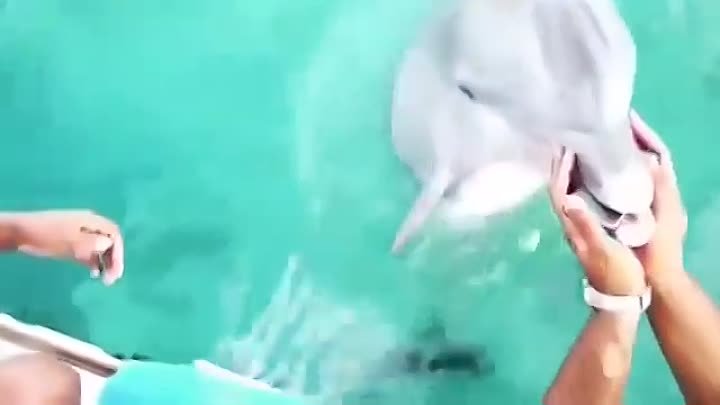 Девушка уронила телефон в океан, но заботливый дельфин вернул ей его ...