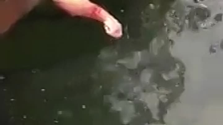 Ловля рыбы голыми руками