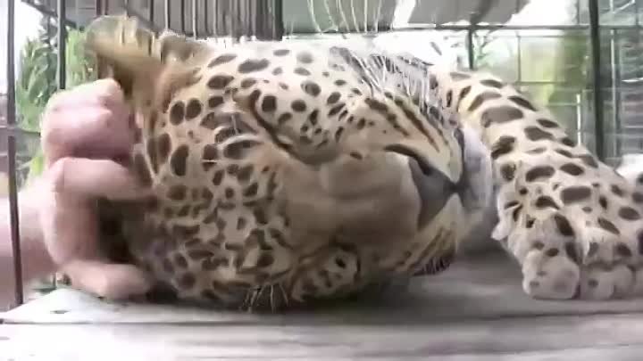 Леопард очень любит,когда его гладят - Leopard is very like being petted