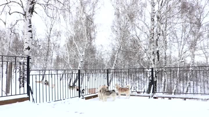 Питомник "В гостях у Хаски"