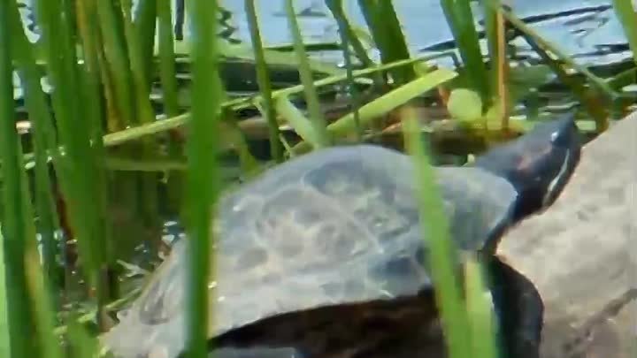 черепаха в Братеево.mp4