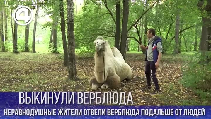 Бросили верблюда Екатеринбург