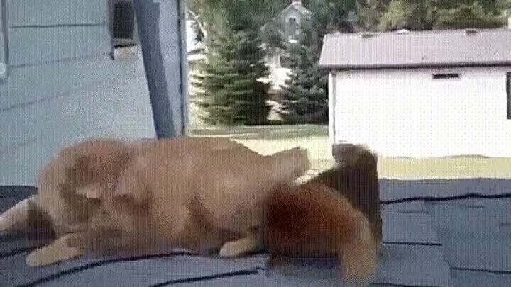 Салочки. 🐈🐿