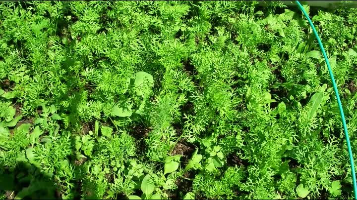 Выращивание УРОЖАЙНОЙ моркови МОЙ СПОСОБ от семян до урожая