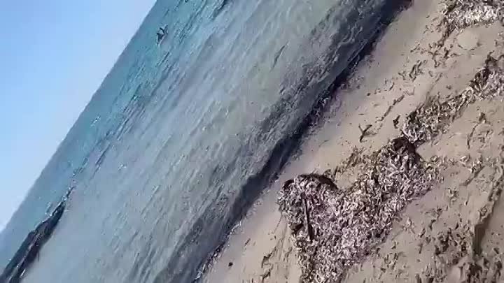 Акула у берега в Испании