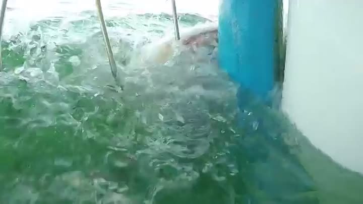 Как нападает белая акула
