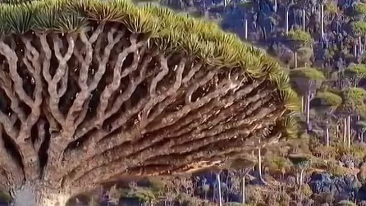 Дерево Дракона, Йемен. 🍀🍀🍀🍀🍀🍀🍀🍀🍀🍀