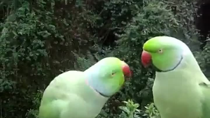 Смешные говорящие попугаи