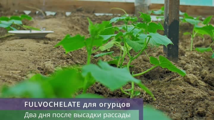 Фульвохелат для огурцов 2 дня после высадки рассады в грунт