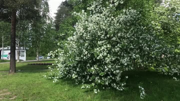 Яблони цветут в Костомукше...