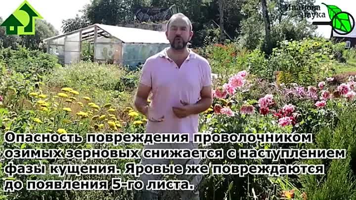 Азбука сидератов. Ч.4. Овёс - один из лучших. В 100 раз больше пользы, если посе