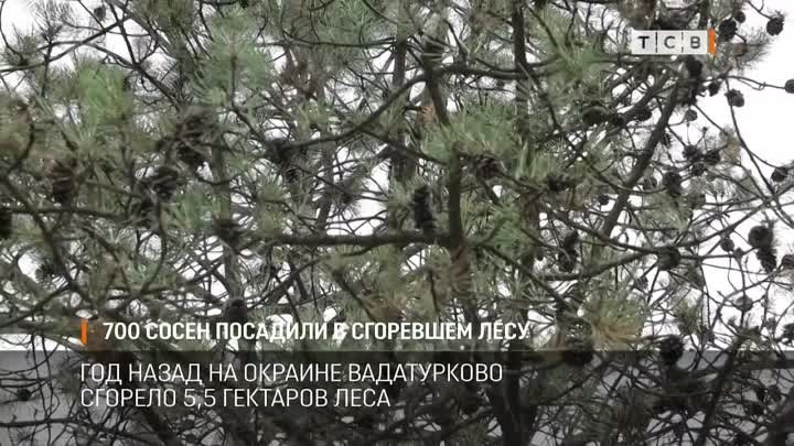 700 сосен посадили в сгоревшем лесу