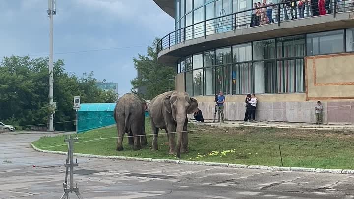 Слоны у цирка, Самара