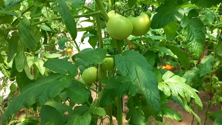 Как растут томаты на Фульвохелате