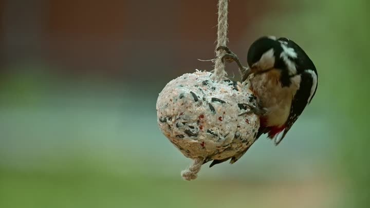 Подкормка птиц с использованием большого кормового шара. Дятел, воро ...