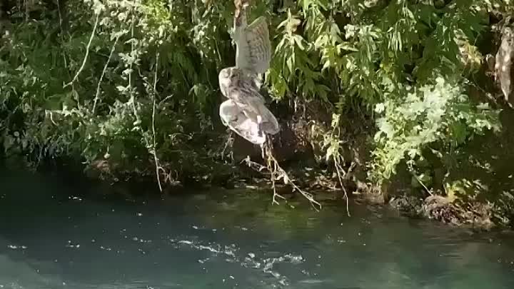 спасение совы