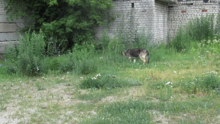 Овчарка Джесси ждет хозяина (1)