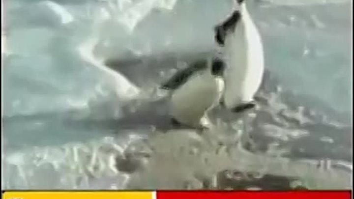 пингвин гад