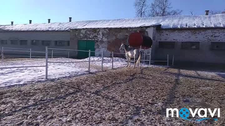Новотомниковский конный завод