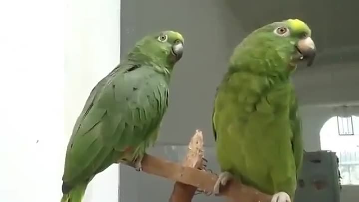 два попугая поют испанскую песенку! Очень смешно!