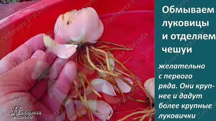 Размножение лилий чешуйками. Из одной чешуйки десятки новых деток.