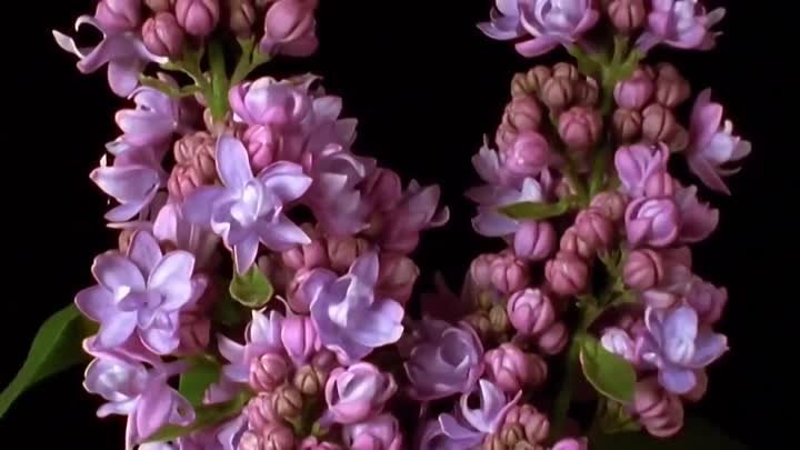 Шедевр- Как распускаются цветы (ускоренная съемка цветения - time lapse)
