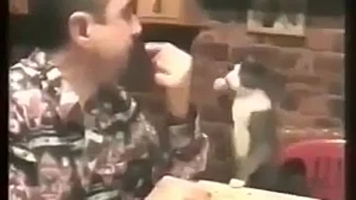 Общение кота с глухим хозяином