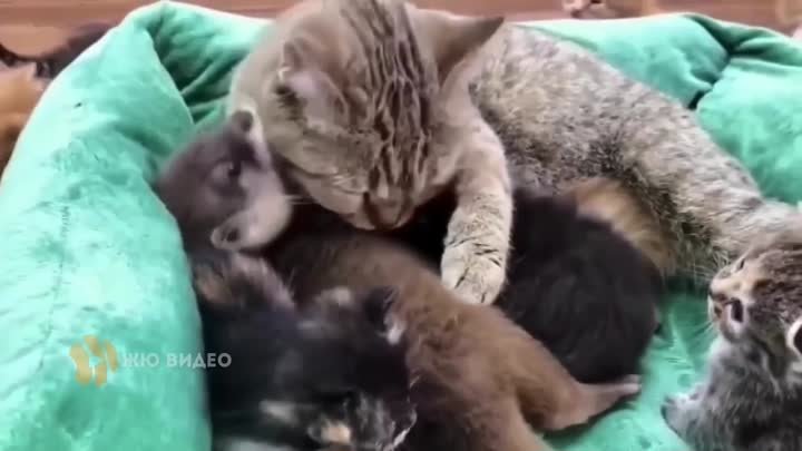 Мама-кошка приютила детёныша выдры