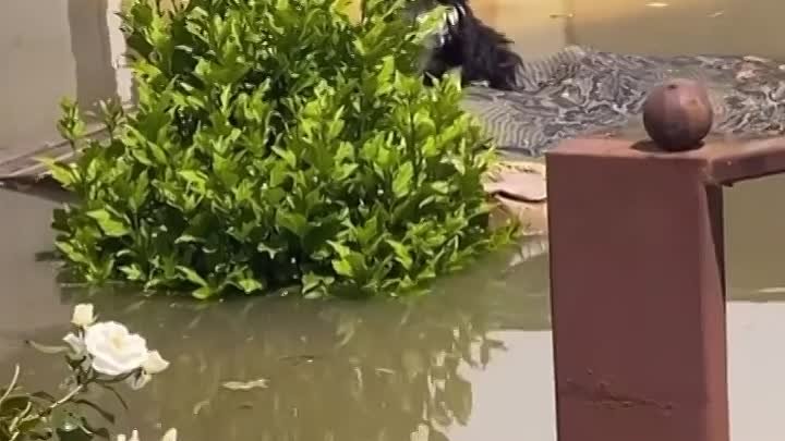 Спасение собачки в затопленной Херсонщине