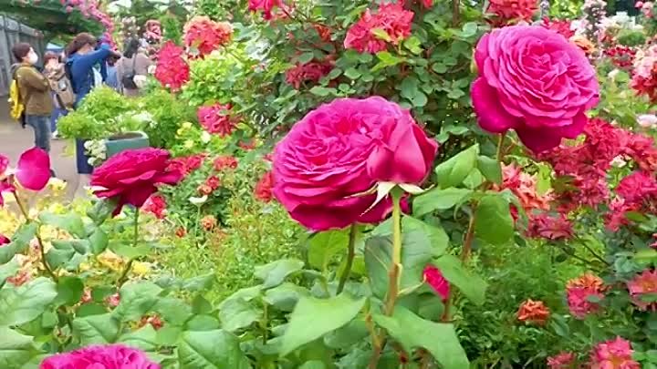 Keisei Rose Garden Spring. #京成バラ園 #rose