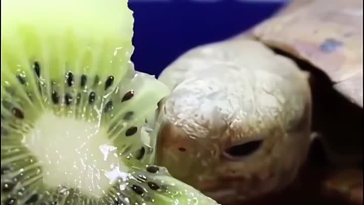 Смотреть со звуком 🐢🥝