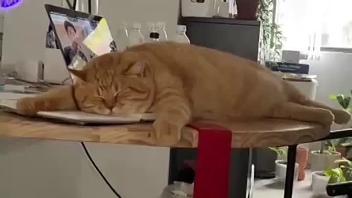 Спящий кот