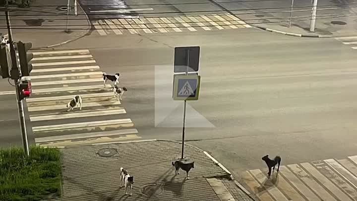 Стая собак атакует автомобили на перекрёстке