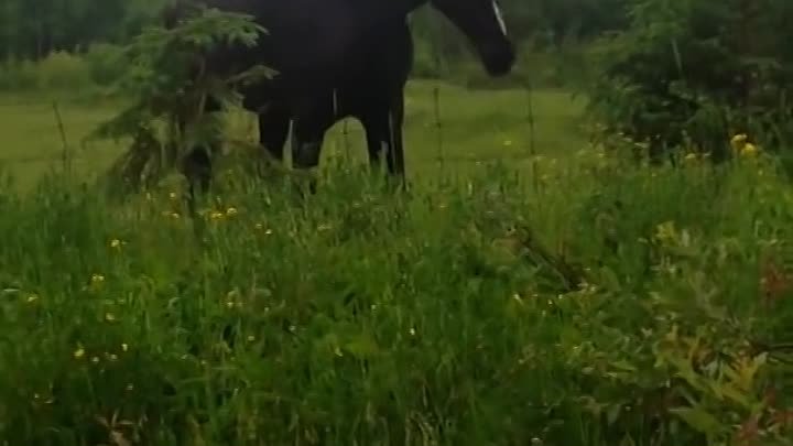 Девушки увидели лошадь и решили остановиться, что поздороваться с не ...
