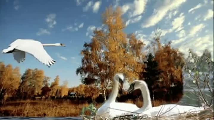 'Лебеди  летят '  автор  песни   Ян   Райбург
