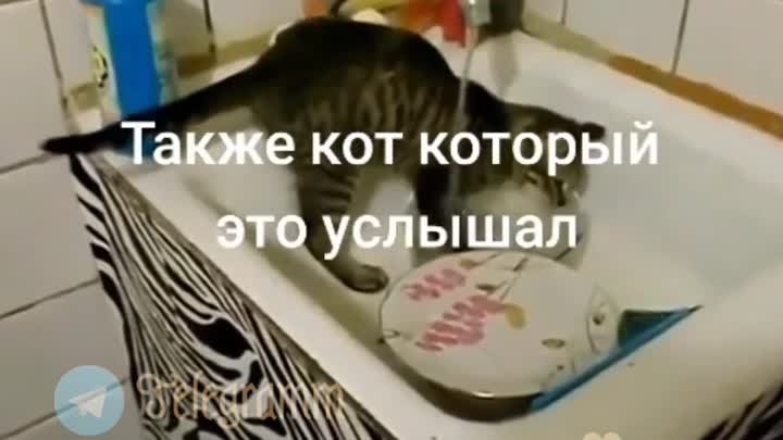 Кот услышал🤣🤣🤣