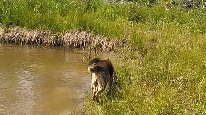 Не плавает Курт....