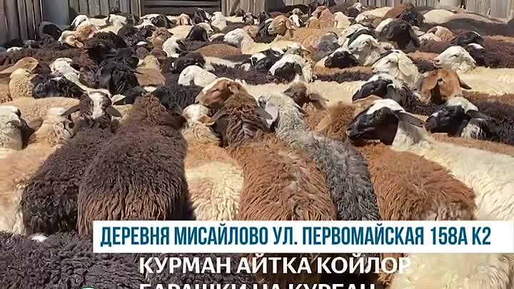 Барашки на Курбан байрам