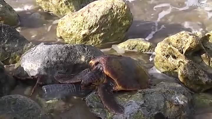 На Мальте турист спас черепаху, застрявшую в пластиковом мусоре | fu ...