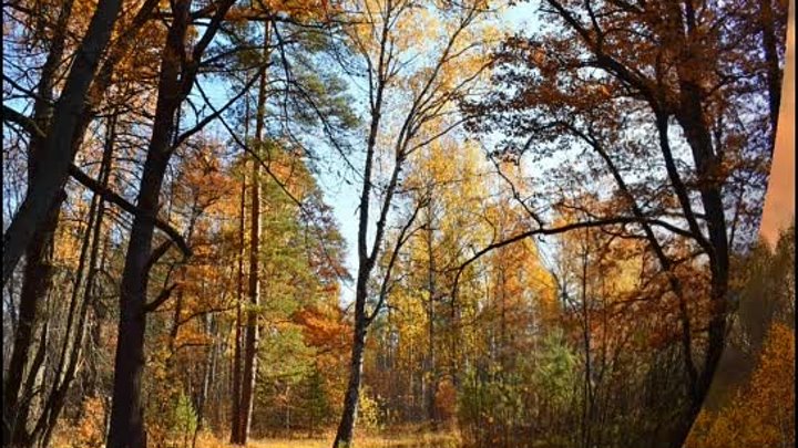 А в Кулебакском крае, осень золотая