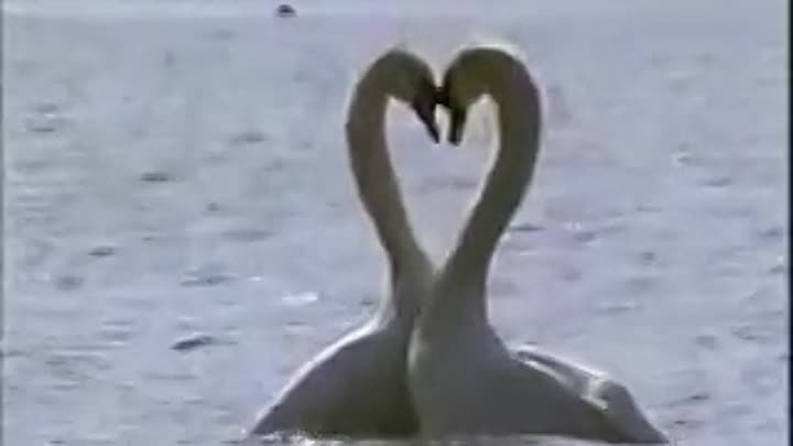 танец лебедей
