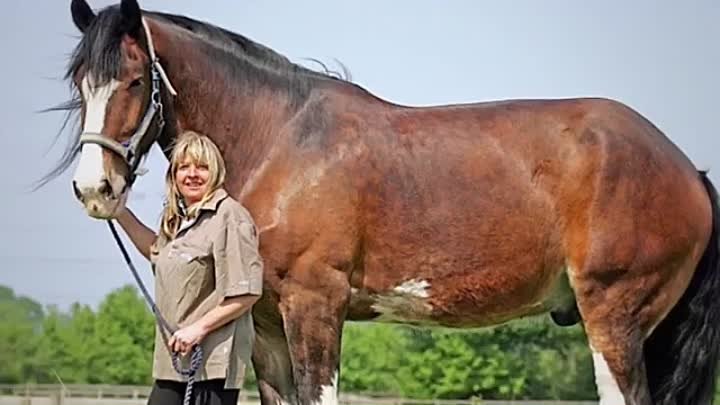 10 Самых больших лошадей в мире