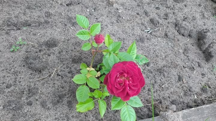 Комнатная роза в открытом грунте 